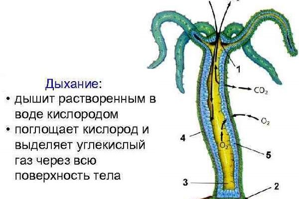 Кракен зеркало впн