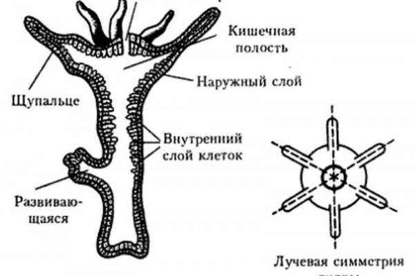 Кракен at сегодня работает ли