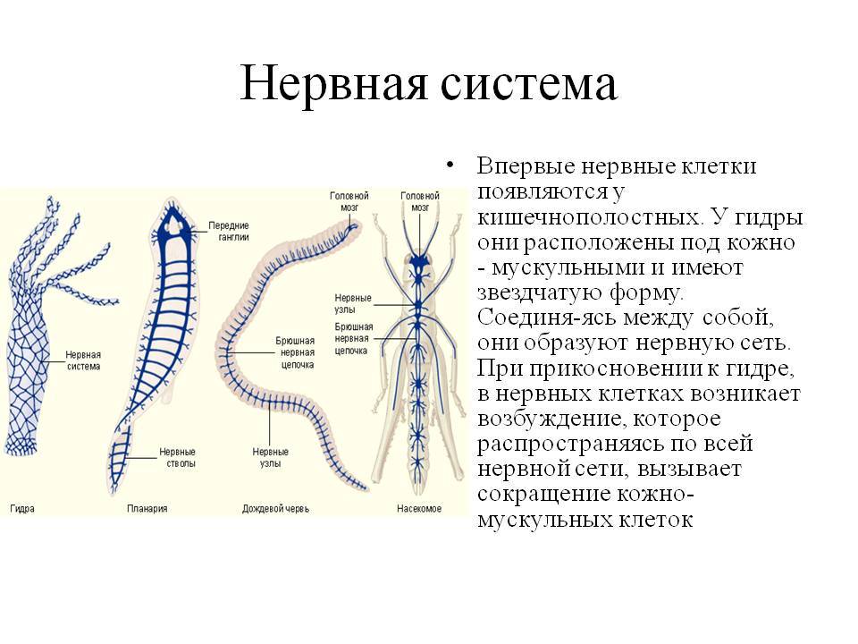 Какой кракен сейчас работает